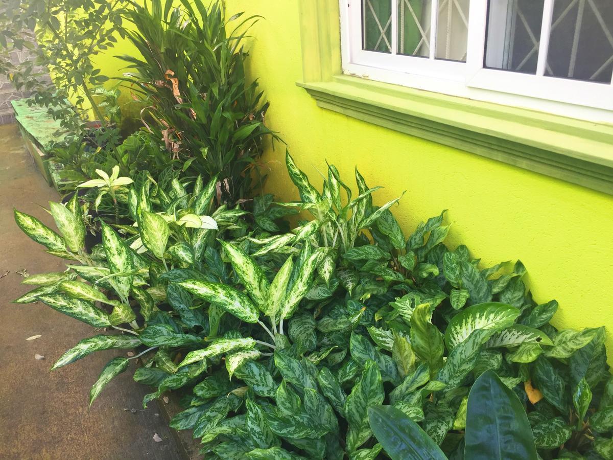 Yaad Hostel Montego Bay Luaran gambar